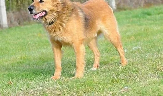 Teddy miś wniesie radość do Twojego domu, mazowie