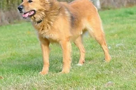 Teddy miś wniesie radość do Twojego domu,  mazowie