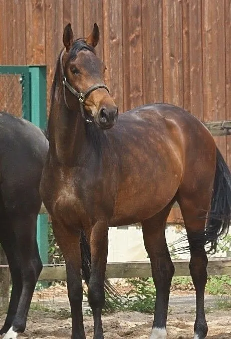 Beautiful young mare by Fahrenheit für dressage and breeding, ,
