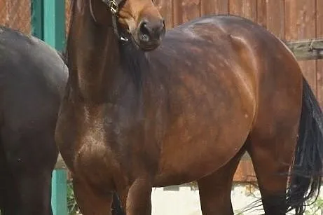 Beautiful young mare by Fahrenheit für dressage and breeding, , 