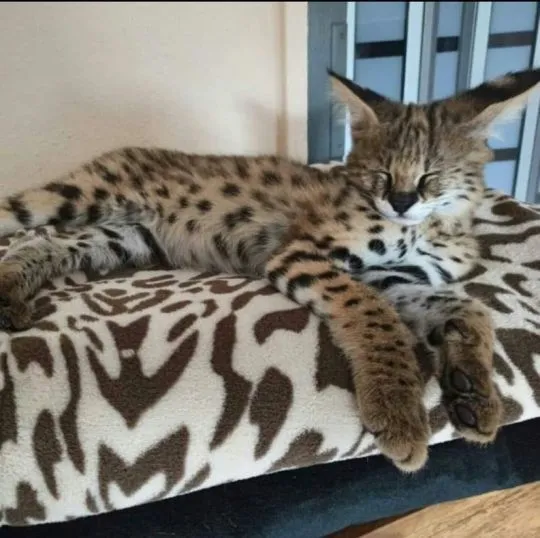 dobra okazja savannah i karakal dobra okazja dobra okazja