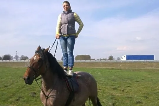 Klacz na sprzedaż- ładny ruch - filmik, , 