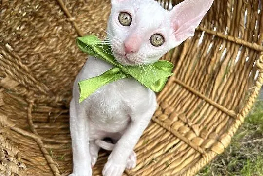 Cornish rex kocurek cudowny przytulasek, Wielkopolskie, Poznań