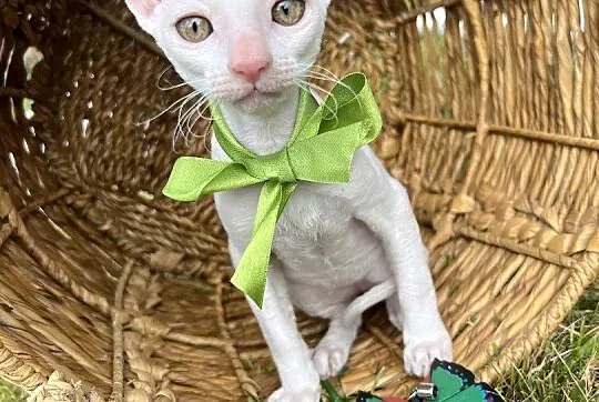 Cornish rex kocurek cudowny przytulasek, Wielkopolskie, Poznań