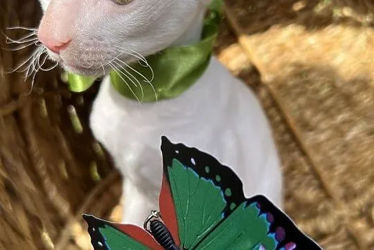 Cornish rex kocurek cudowny przytulasek, Wielkopolskie, Poznań