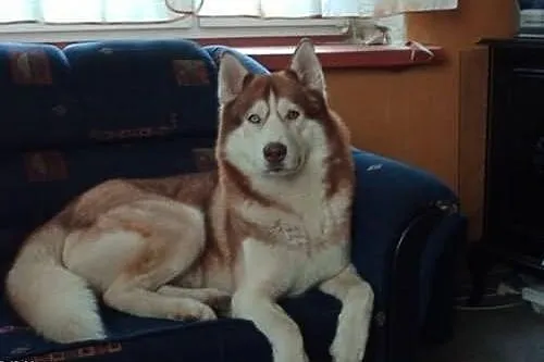 Timur - piękny psiak w typie husky szuka domu
