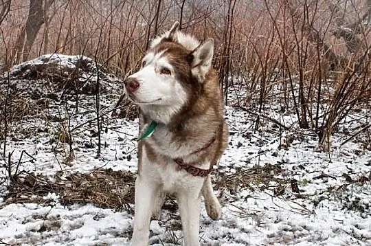 Timur - piękny psiak w typie husky szuka domu