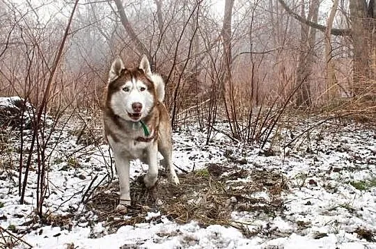 Timur - piękny psiak w typie husky szuka domu