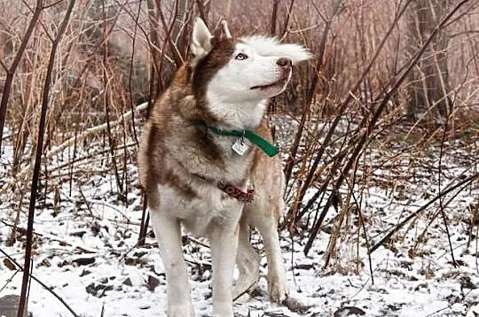 Timur - piękny psiak w typie husky szuka domu