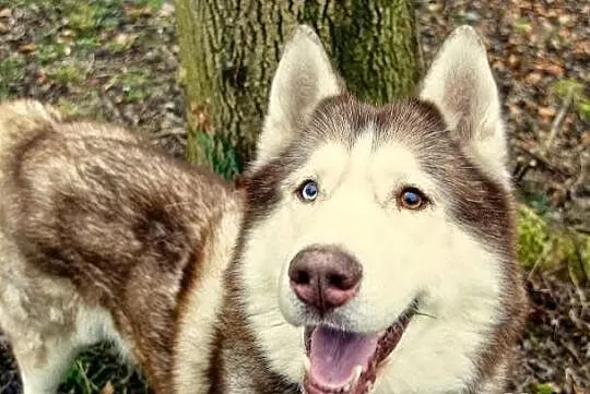 Timur - piękny psiak w typie husky szuka domu