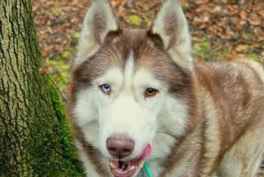 Timur - piękny psiak w typie husky szuka domu