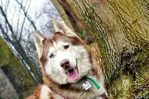 Timur - piękny psiak w typie husky szuka domu