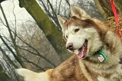 Timur - piękny psiak w typie husky szuka domu