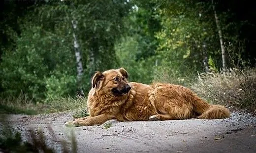 Misia - kudłata piękność do adopcji, kujawsko-pom