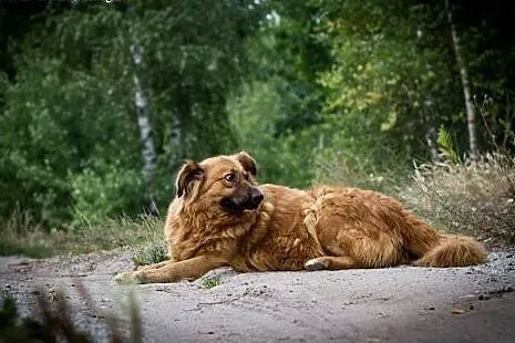 Misia - kudłata piękność do adopcji,  kujawsko-pom
