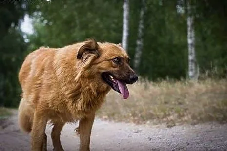 Misia - kudłata piękność do adopcji,  kujawsko-pom
