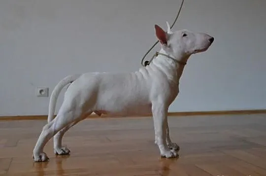 Bull Terrier, Bulterier, 16 tygodni