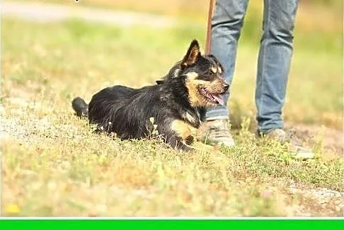 10 kg,łagodny,przyjazny,szorstkowłosy piesek ALFIK.Adopcja,  małopolskie Kraków