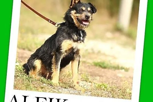 10 kg,łagodny,przyjazny,szorstkowłosy piesek ALFIK