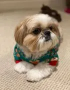 Szczeniak Shih Tzu, samiec i samica, do adopcji, bardzo wesoły i przyjacielski.
