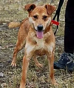 Miron to fajny piesek do adopcji, łódzkie Skierni