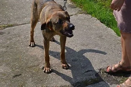 Bruno - młodzieniec do adopcji,  dolnośląskie Wałb
