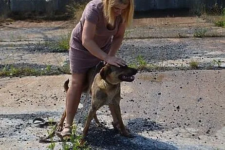 Bruno - młodzieniec do adopcji,  dolnośląskie Wałb