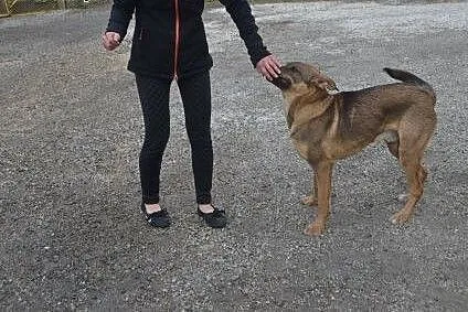 Bruno - młodzieniec do adopcji,  dolnośląskie Wałb