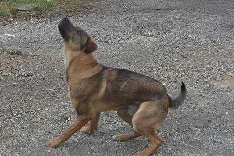 Bruno - młodzieniec do adopcji,  dolnośląskie Wałb