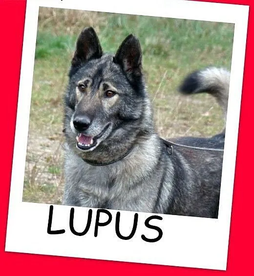 LUPUS-mix owczarek,duży,ważący 30 kg młody 3 letni