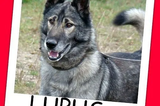 LUPUS-mix owczarek,duży,ważący 30 kg młody 3 letni