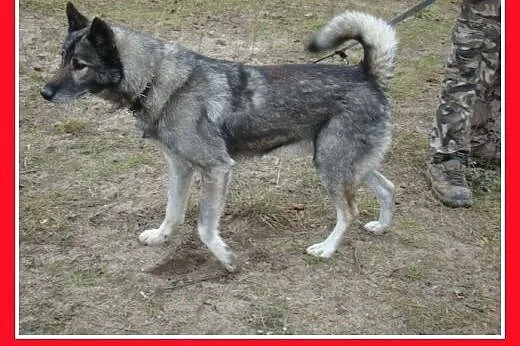 LUPUS-mix owczarek,duży,ważący 30 kg młody 3 letni