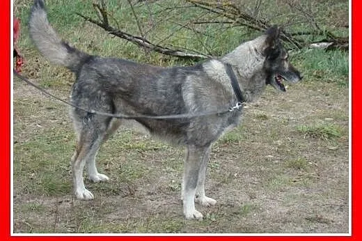 LUPUS-mix owczarek,duży,ważący 30 kg młody 3 letni