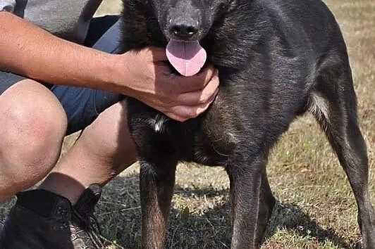 Blacky, kochający człowieka, ruchliwy psiak do ado