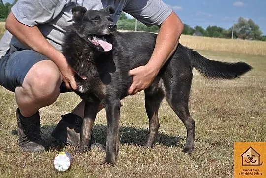 Blacky, kochający człowieka, ruchliwy psiak do ado