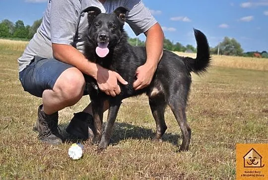 Blacky, kochający człowieka, ruchliwy psiak do ado