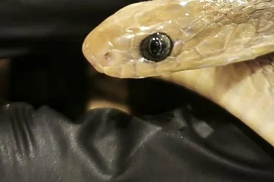 dasypeltis gansi – około roku, jajojad, jajożer