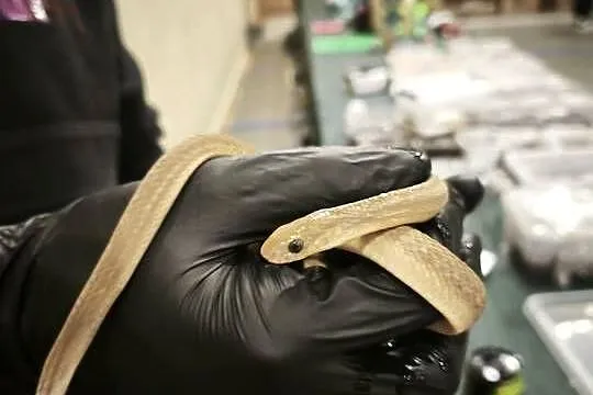 dasypeltis gansi – około roku, jajojad, jajożer, Dolnośląskie, Wałbrzych