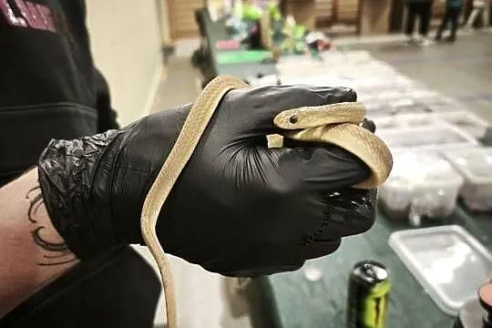 dasypeltis gansi – około roku, jajojad, jajożer, Dolnośląskie, Wałbrzych