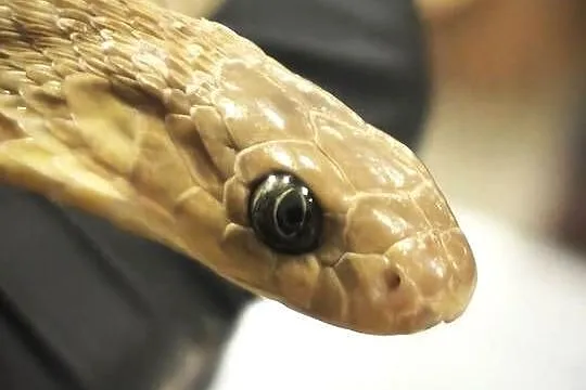 dasypeltis gansi – około roku, jajojad, jajożer, Dolnośląskie, Wałbrzych
