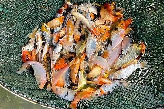 Ryby narybek Jesiotr albinos Karaś koi kolorowy Karp Amur Węgorz Lin, Wielkopolskie, Słupca