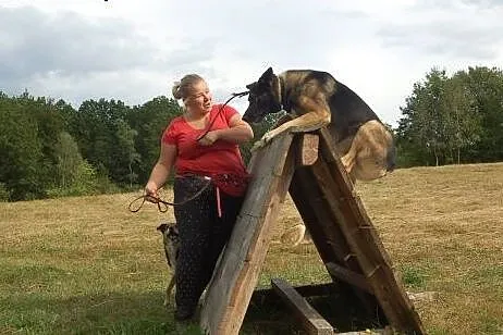 Boy, pies ok. 2 lata,  wielkopolskie Poznań