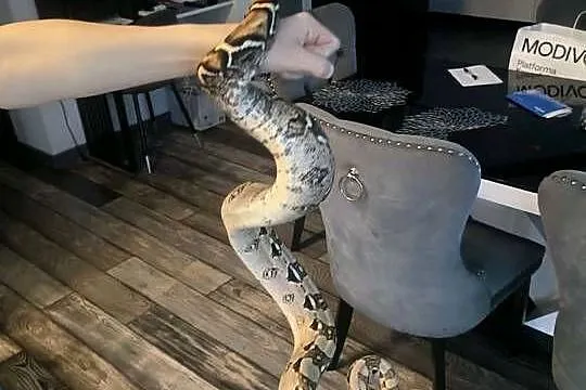 Boa imperator, Zachodniopomorskie, Dębno