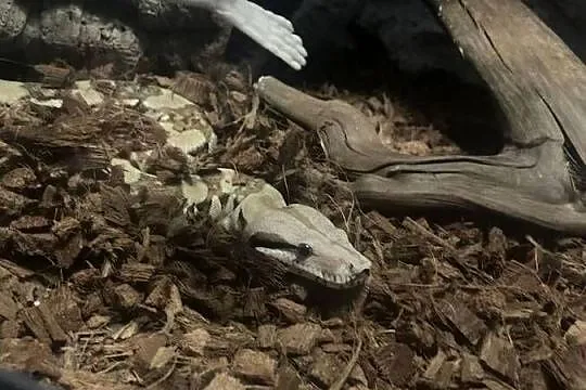 Boa imperator, Zachodniopomorskie, Dębno
