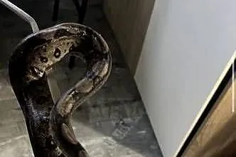 Boa imperator, Zachodniopomorskie, Dębno