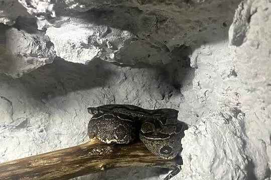 Boa imperator, Zachodniopomorskie, Dębno