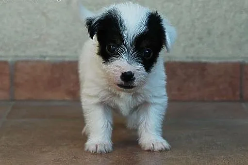 Jack Russell Terrier,  małopolskie Kraków