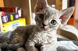 Kotka Devon Rex - Queenie - niebieska pręgowana - FIFe