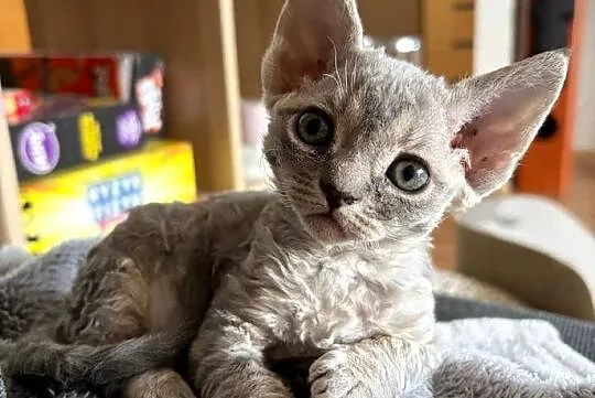 Kotka Devon Rex - Queenie - niebieska pręgowana - FIFe