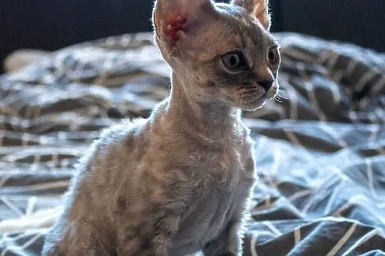 Kotka Devon Rex - Queenie - niebieska pręgowana - FIFe, Wielkopolskie, Poznań